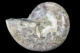 Thick Ammonite (Anapuzosia) Fossil Half #88033-1